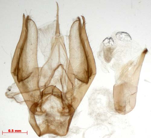 Pelosia muscerda, male genitalia, image