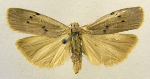 Pelosia muscerda, male upperside, color image