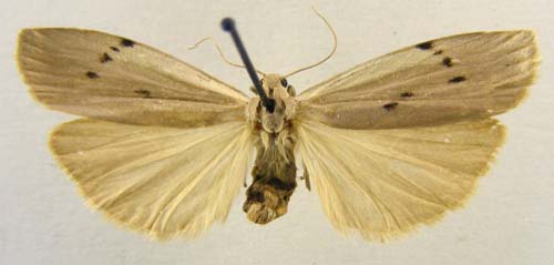 Pelosia muscerda, male upperside, color image