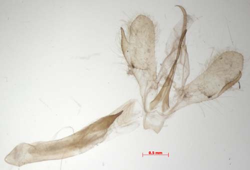 Pelosia noctis, male genitalia, image