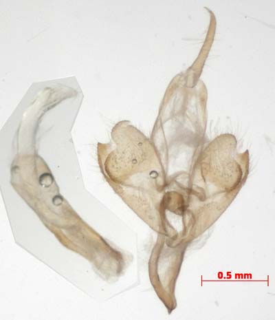 Pelosia obtusa, male genitalia, image