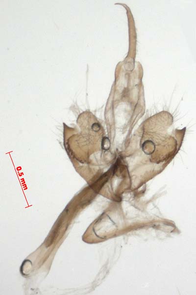 Pelosia obtusa, male genitalia, image