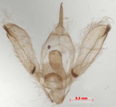 Pelosia ramosula, male genitalia, image