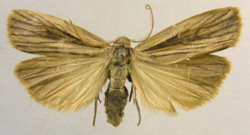Pelosia ramosula, male upperside, color image