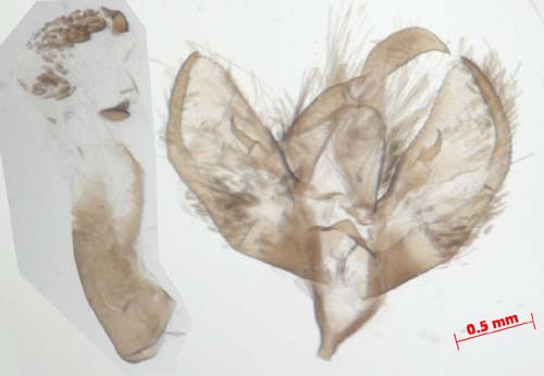 Setina irrorella insignata, male genitalia, image
