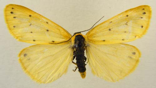 Setina irrorella, male upperside, color image