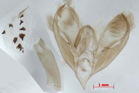 Stigmatophora flava, male genitalia, image