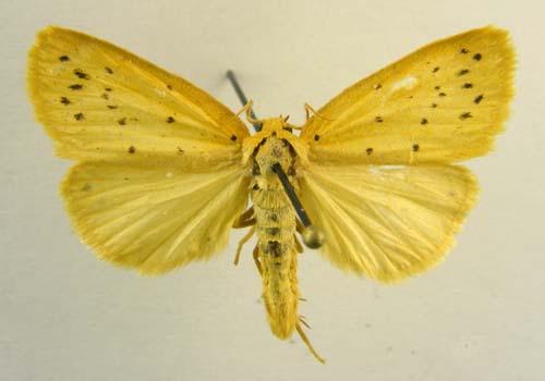 Stigmatophora leacrita, male upperside, color image
