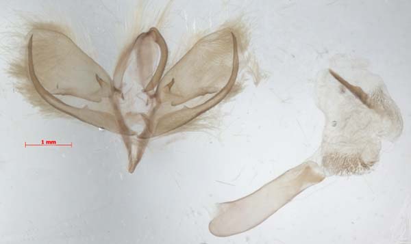Stigmatophora micans, male genitalia, image