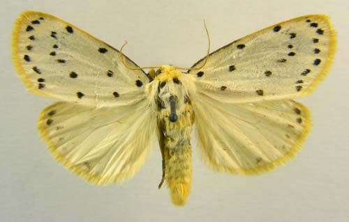 Stigmatophora micans, male upperside, color image