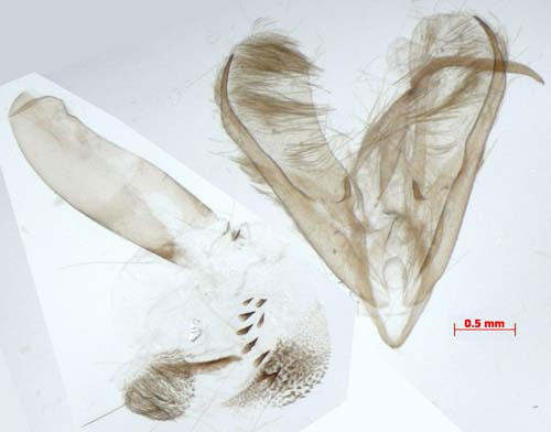 Stigmatophora rhodophila, male genitalia, image