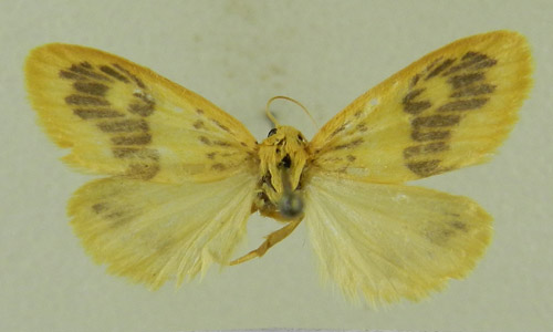 Stigmatophora rhodophila zeyana, male upperside, color image