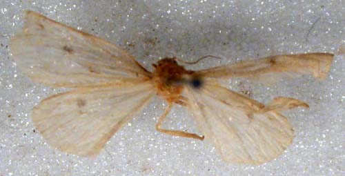 Thumatha monochroa, female holotype, colour figure