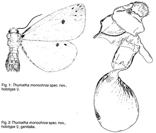 Thumatha monochroa, original figure