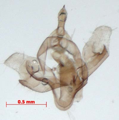 Thumatha muscula, male genitalia, image
