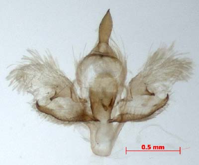 Thumatha ochracea, male genitalia, image