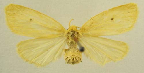 Thumatha ochracea, female upperside, color image