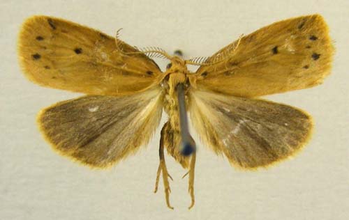 Thumatha ochracea, male upperside, color image