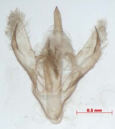 Thumatha senex, male genitalia, image
