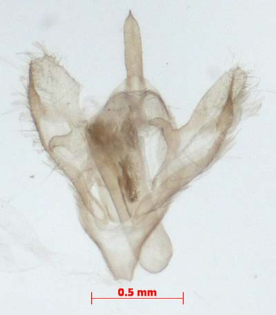Thumatha senex, male genitalia, image