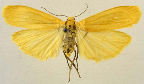 Eilema sororculum, male upperside, color image