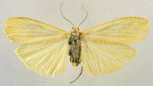 Wittia sororcula, male genitalia, image