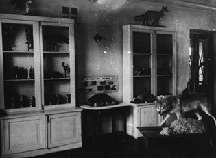 зоологическая выставка в начале 50-х годов, в этом помещении теперь находится коллекция насекомых и клещей