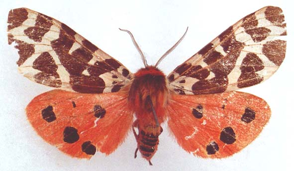 Arctia caja kamtschadalis, color image