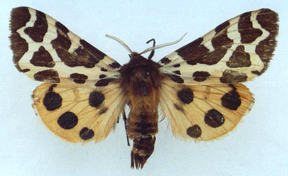 Arctia caja pamiroalaica, color image
