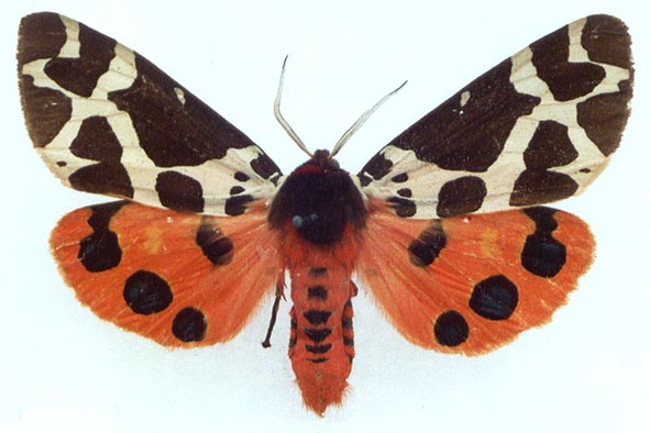 Arctia caja phaeosoma, color image