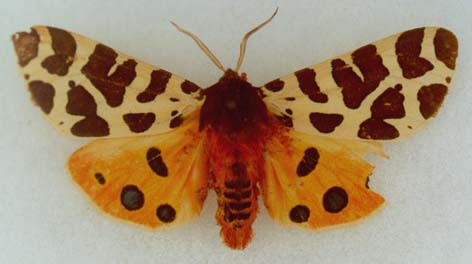 Arctia caja tshimgana, paralectotype, male, color image