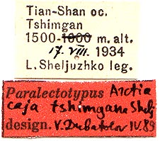 Arctia caja tshimgana, paralectotype (male) labels, color image