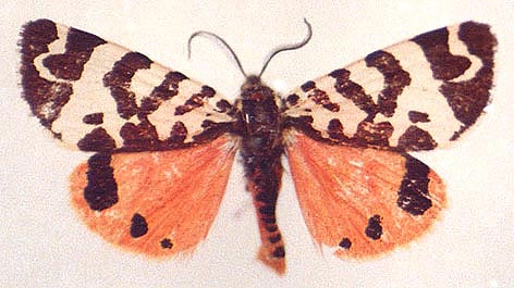 Arctia intercalaris alpherakyi, color image