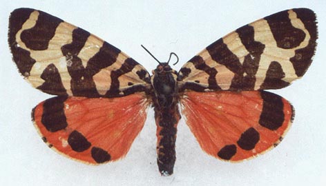 Arctia intercalaris, color image
