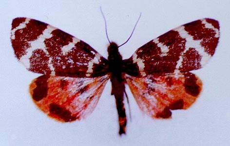 Arctia ladakensis, color image