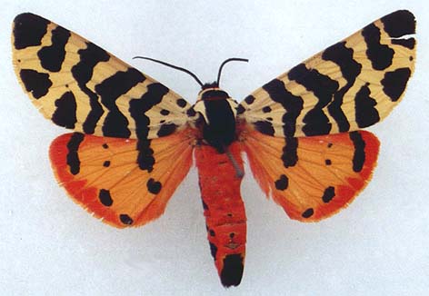 Atlantarctia tigrina, color image