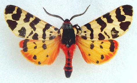 Atlantarctia tigrina, color image