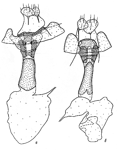 Axiopoena, female genitalia