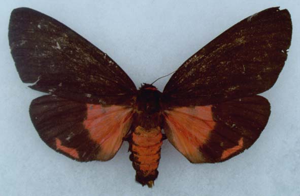 Axiopoena karelini, upperside, color image