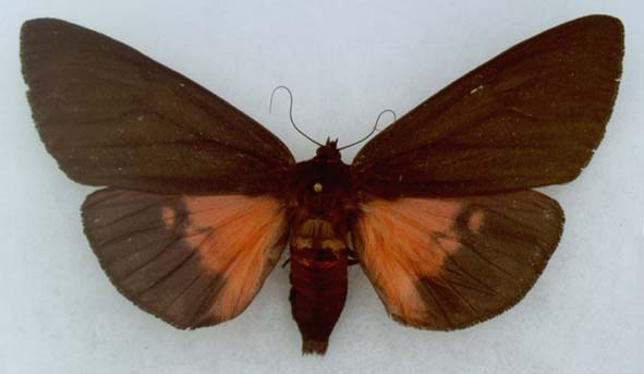 Axiopoena maura, upperside, color image