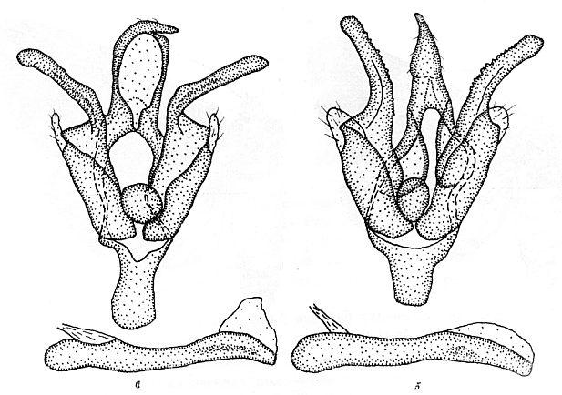 Axiopoena, male genitalia