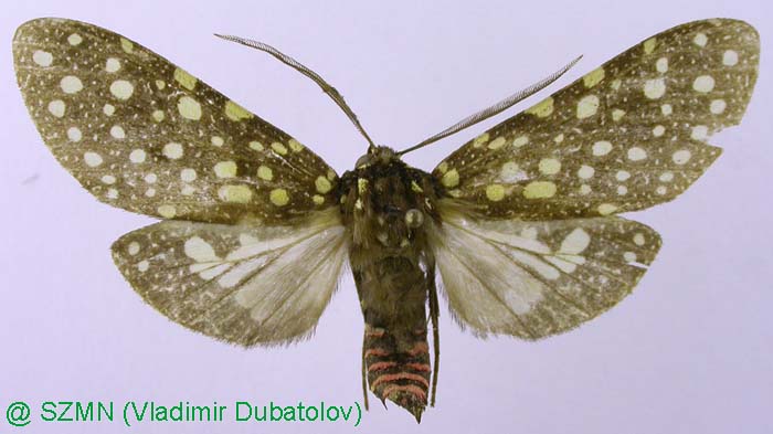 Bernathonomus piperita, color image