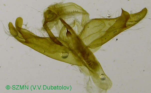 Bertholdia flavidorsata, male genitalia image
