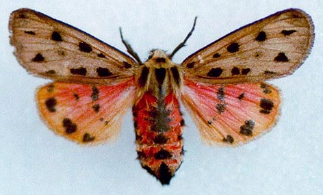 Chelis maculosa maculosa, color image