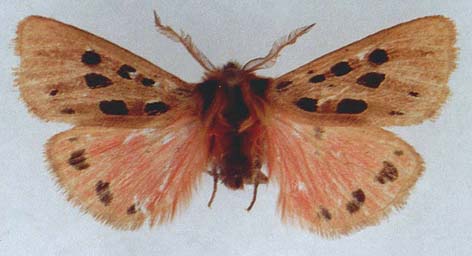 Chelis maculosa stertzi, color image