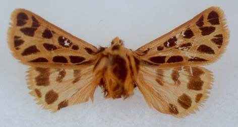 Chelis reticulata transcaucasica, holotype, color image
