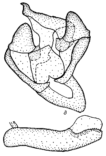 Chelis reticulata transcaucasica holotype male genitalia