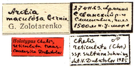 Chelis reticulata transcaucasica holotype labels, color image