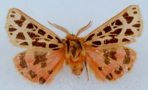 Chelis thianshana, holotype, color image