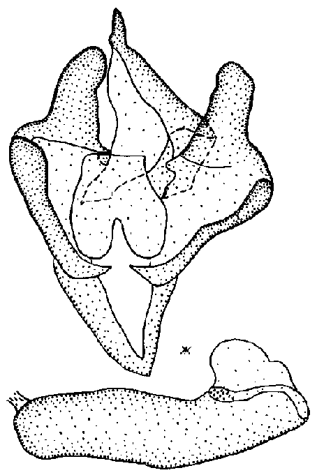 Chelis thianshana holotype male genitalia